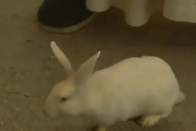 姬昌占卜 传说中的伯邑考终于出场了,他说第二没人敢说第一