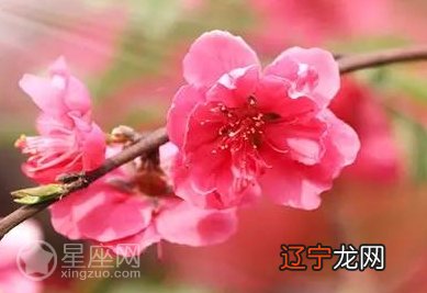 周易免费八字测桃花八字桃花查询在线算命桃花在哪里