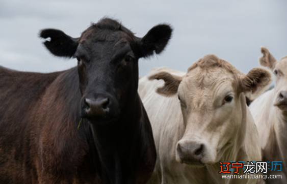 43岁生肖属什么生肖_1958年属什么生肖属命_太太属牛的打一生肖