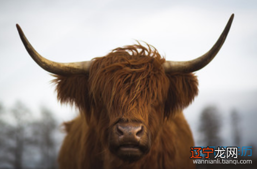 1958年属什么生肖属命_太太属牛的打一生肖_43岁生肖属什么生肖