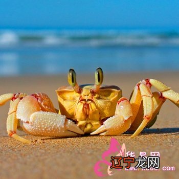 梦见自己抓到螃蟹,预示着自己财运旺盛的机会!