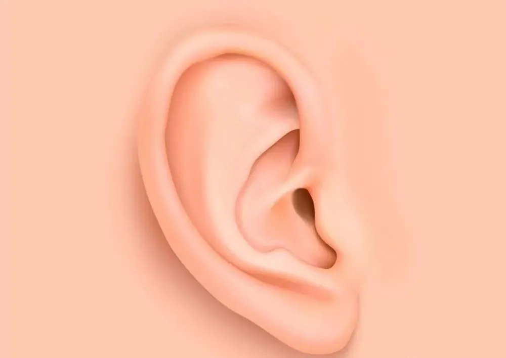 耳朵面相算命图解大全-从耳朵看一生运势吉凶大全