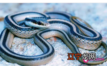 风水堂：梦见蛇钻进梦境的解析