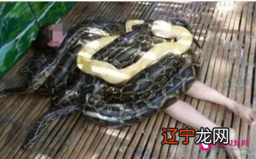 风水堂：梦见蛇钻进梦境的解析