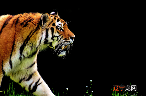 属虎的和什么属相的女性最配、马、狗是最相配