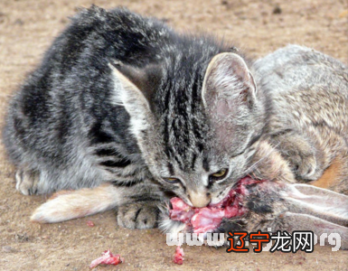 解梦风水堂：梦见猫死了又活了
