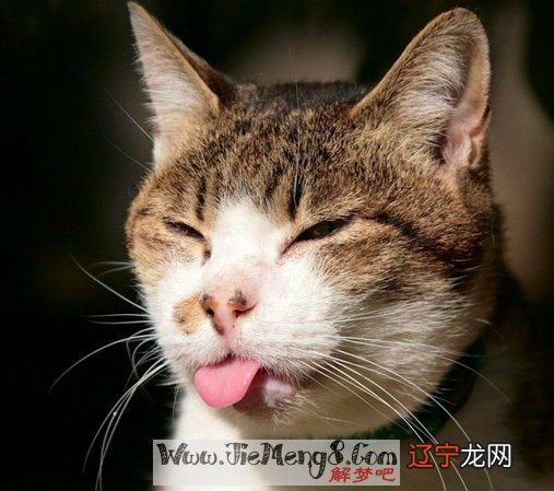 解梦风水堂：梦见猫死了又活了