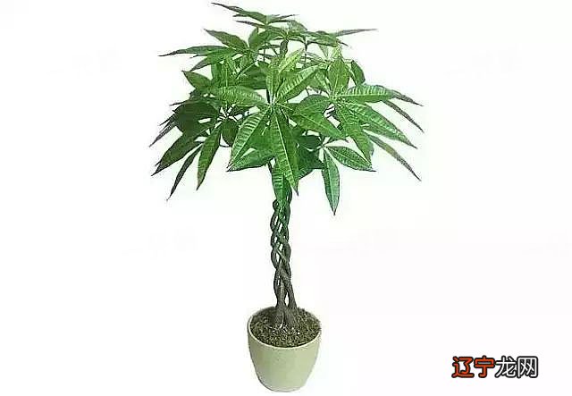 财为养命才是立生之本,财运是我们生活中最重要的东西