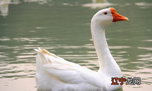 风水堂:梦见大白鹅是什么意思