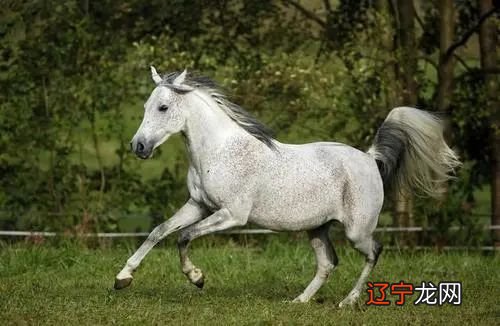 智商和情商双高的人,最容易成为成功人士的生肖