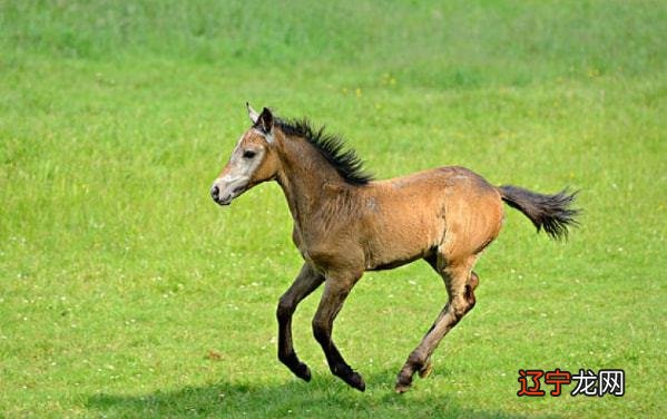 中晚年时期步入辉煌的人生大道的三大生肖！你知道吗？