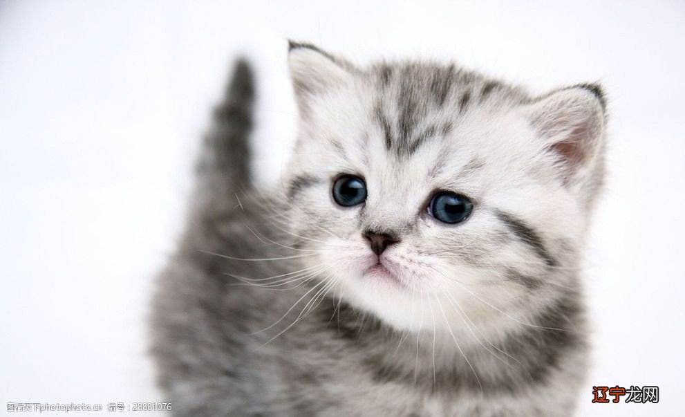 二 梦见养猫,会识破骗子的骗局吗?