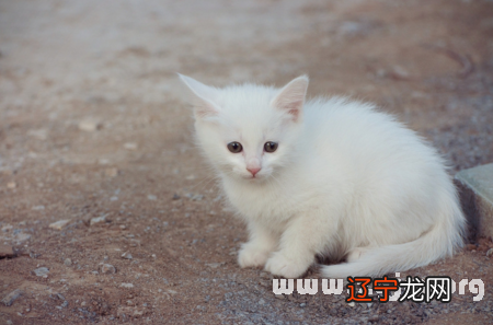 二 梦见养猫,会识破骗子的骗局吗?