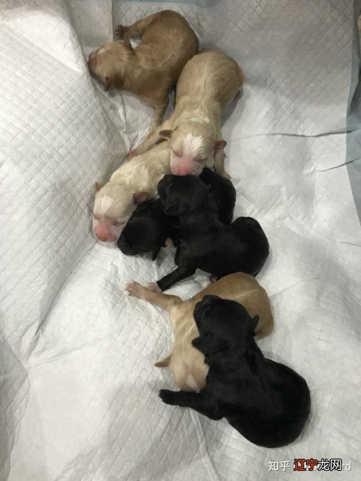 【话题作文】第一篇:《属狗人的婚姻与命运》属狗