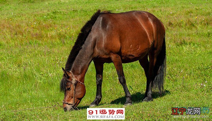 2021年生肖年龄对照表，看看在牛年里大家都多少岁了