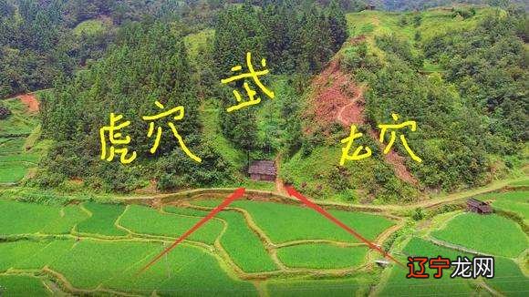 灵兽四成了热门的设定，你知道几个？