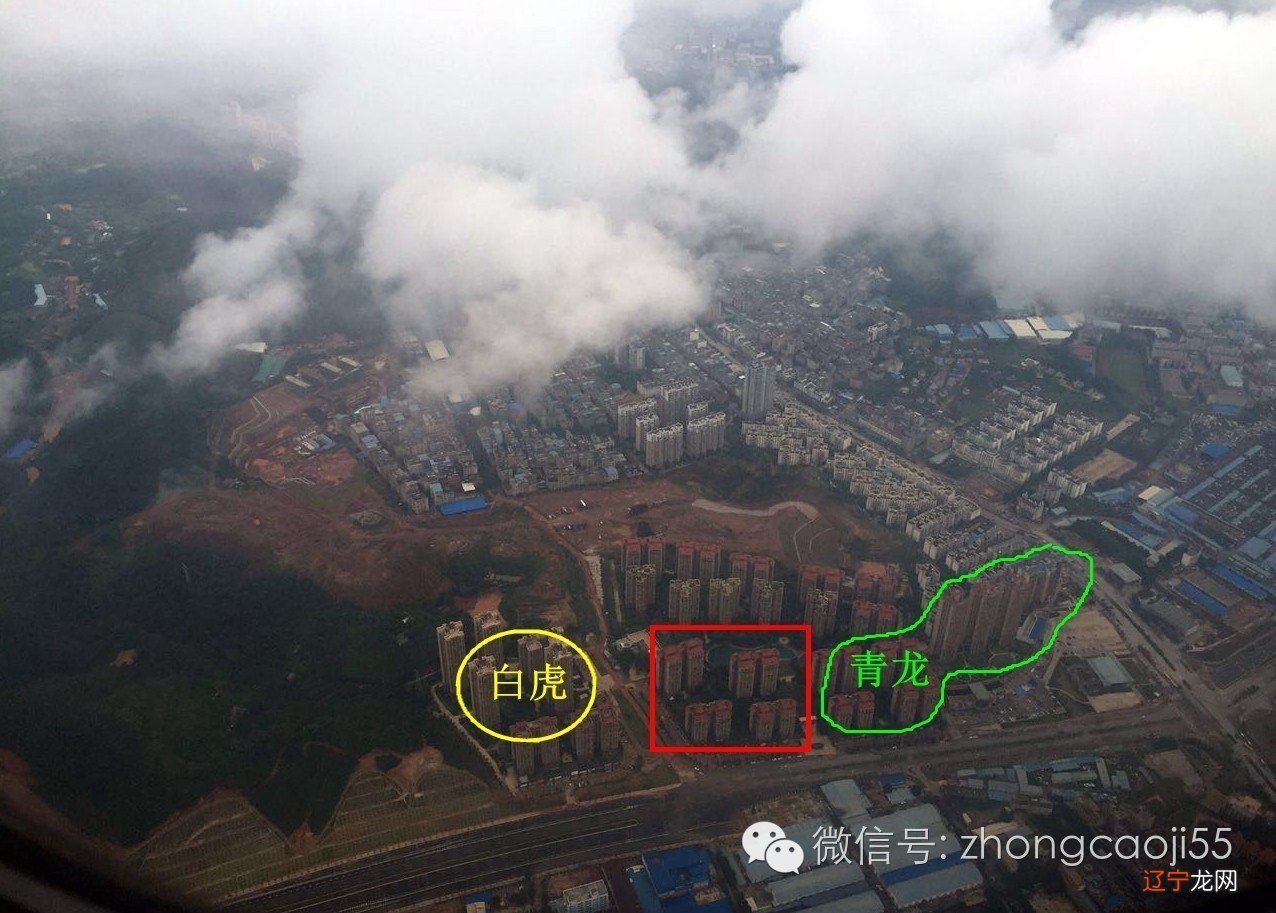 灵兽四成了热门的设定，你知道几个？