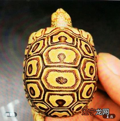 梦见捉鳖代表着什么?来看小编的详细介绍