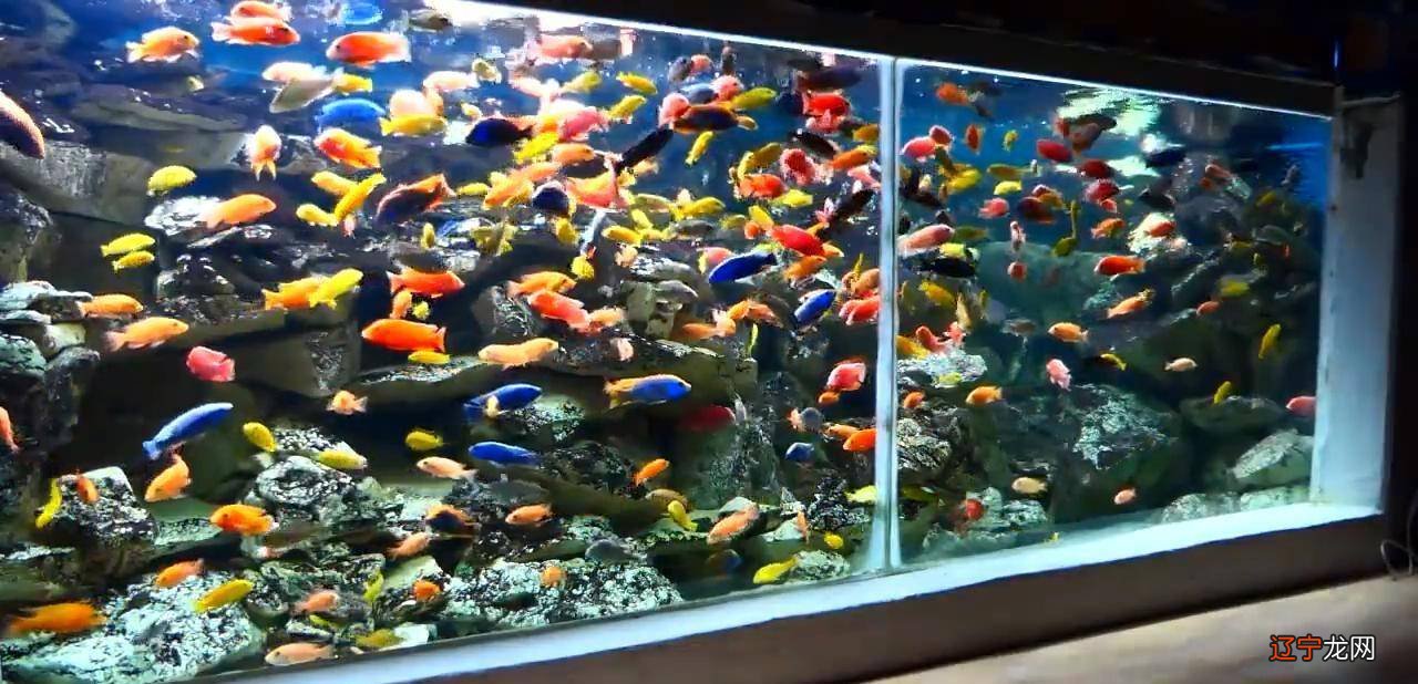 宸泰风水：“风水鱼”的颜色与风水关系