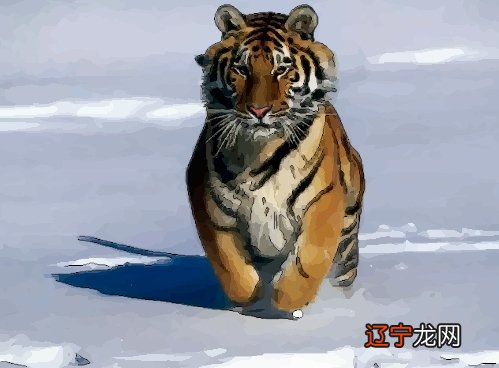 2022年属虎的本命年好不好，明年运势及运程。