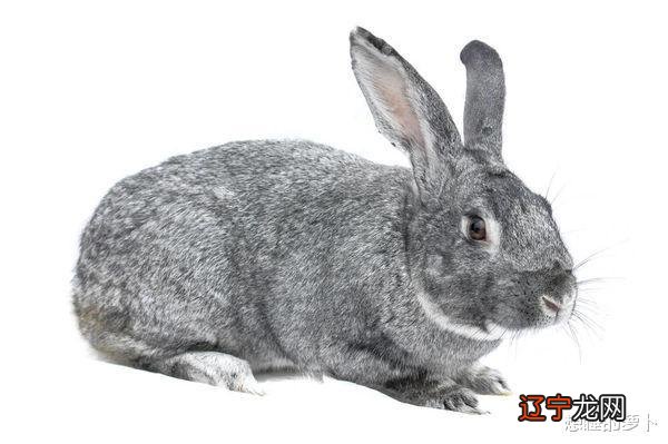 1987年14岁属什么生肖_1987年属什么生肖啥命_属免1987年配什么生肖