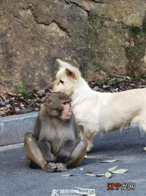 组图 猴和狗合财吗属狗和属猴合财吗