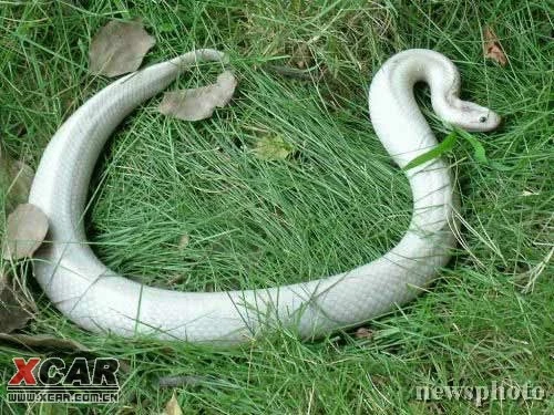 梦见很多小蛇周公解梦_梦见很多小蛇在咬我_梦见地上有很多小蛇