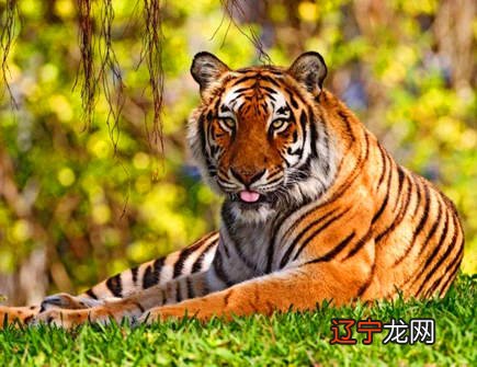 组图 昱晟：74年属虎人今年运程