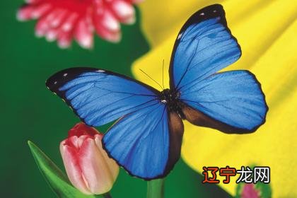 风水堂:十二生肖谁是你的天乙贵人