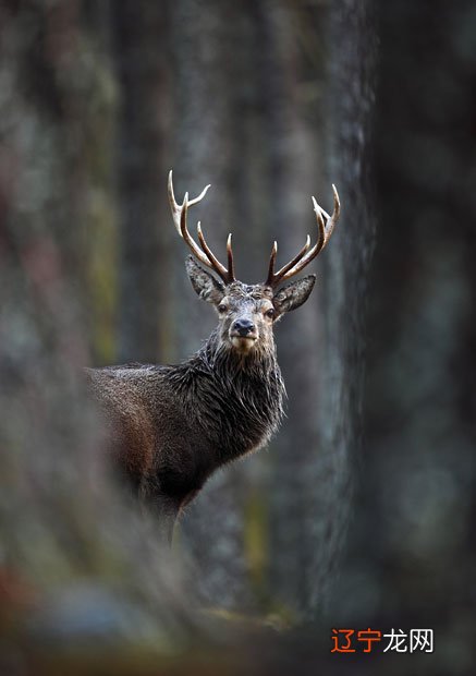 组图 梦见被小动物咬 “东北三宝”之一成新晋“萌宠”