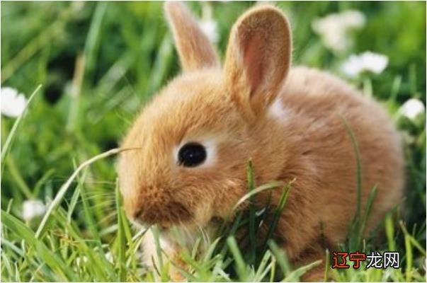 2015年4月7日 属兔的2月运势