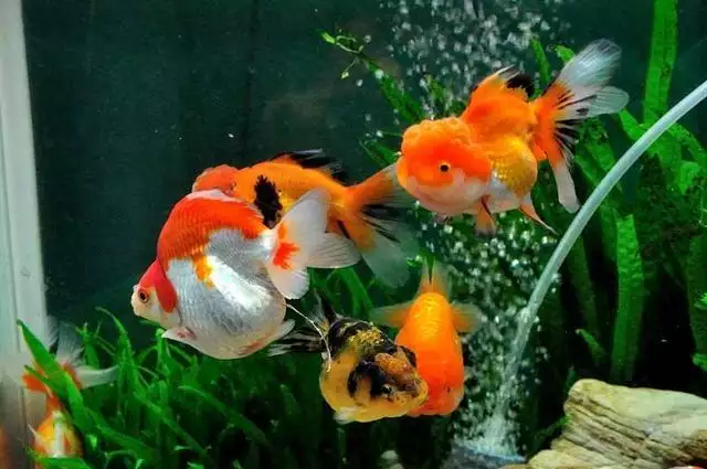 家中养鱼有什么讲究养几条鱼好鱼好财财