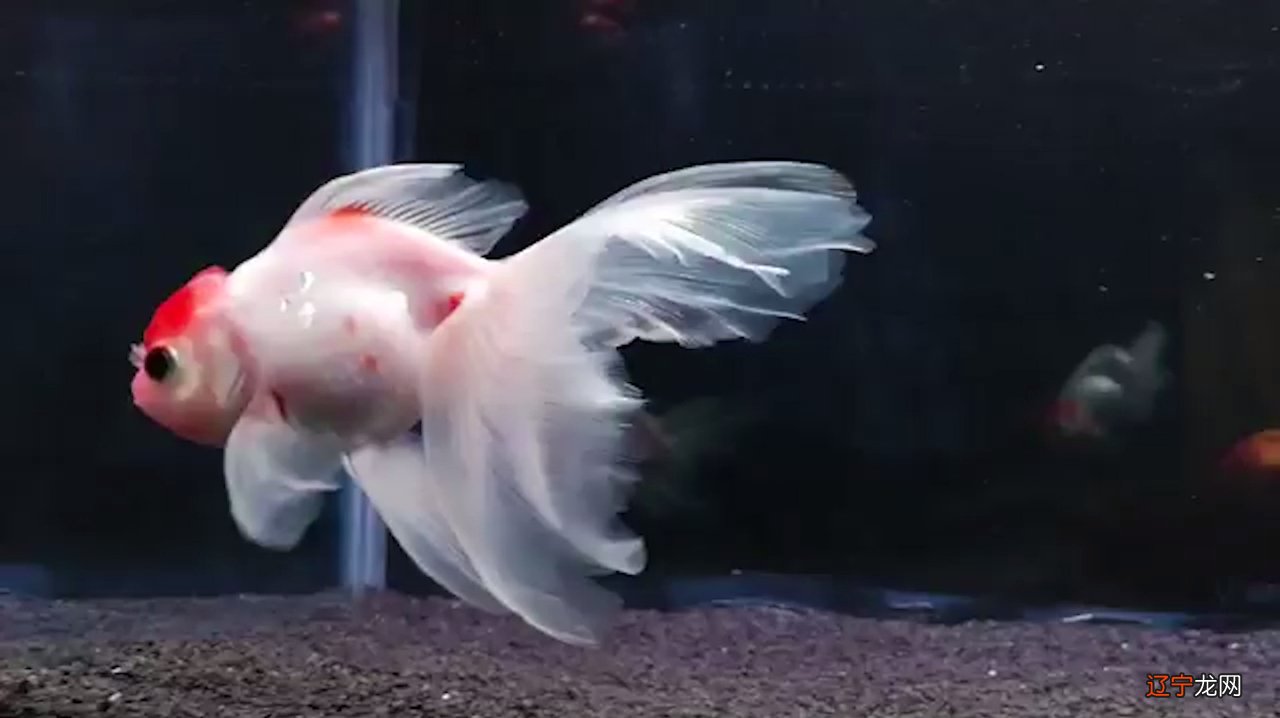 家中养鱼有什么讲究养几条鱼好鱼好财财