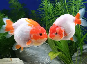 家中养鱼有什么讲究养几条鱼好鱼好财财