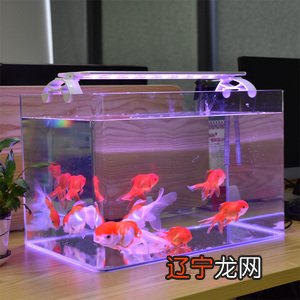 养鱼养几条好关于风水_风水学 养鱼养几条好_办公室养鱼5条风水