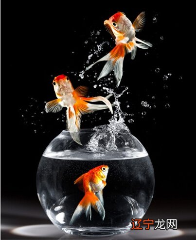 慈世堂:讲讲风水鱼有哪些风水鱼之血鹦鹉?