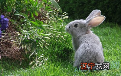 属兔佩戴什麽更好2022年十二生肖适合佩戴的生肖