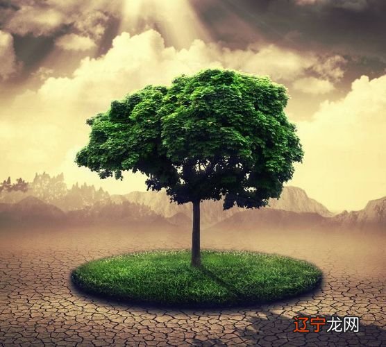 看个人明年运势_鸡明年运势_双鱼明年运势