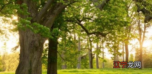 双鱼明年运势_看个人明年运势_鸡明年运势