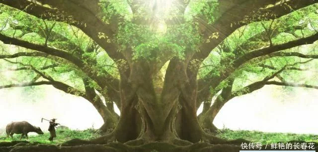 接下来做一个测试，图中选一棵大树，测你明年运势如何