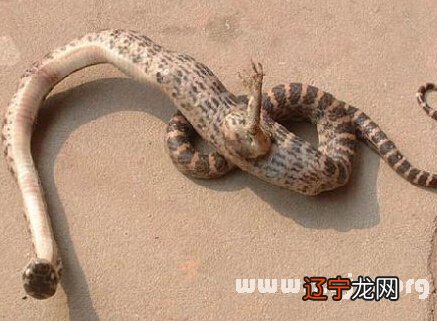 梦见睡床底下 是什么意思?有去远方旅行的机会。有什么征兆?