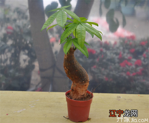 发财树的摆放位置有什么禁忌?摆什么房间比较好呢?