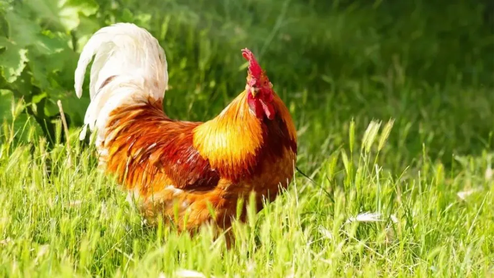 男属相鸡和什么属相配_属鸡女相配生肖_男鸡女鸡婚姻相配好吗