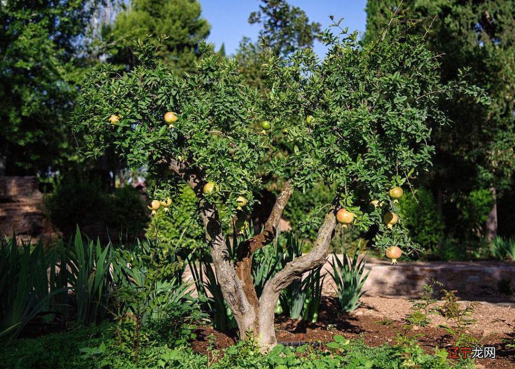 81年男鸡的属相是什么命，你知道吗？