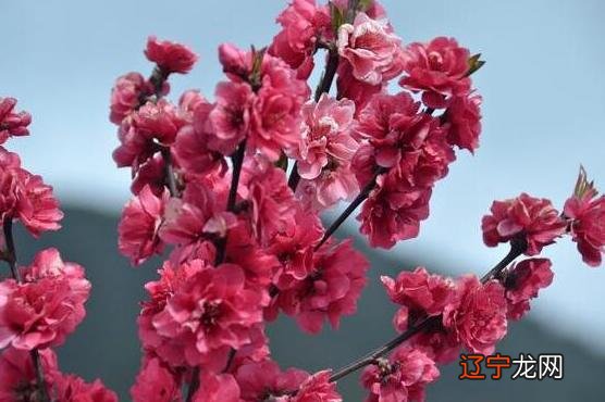 易道风水命理:八字怎么看一个人的婚姻正缘到了