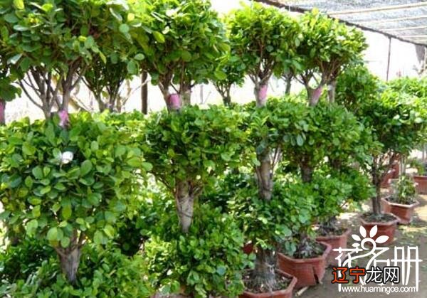 居家风水学中的门窗风水学，门前有大树吉利吗？