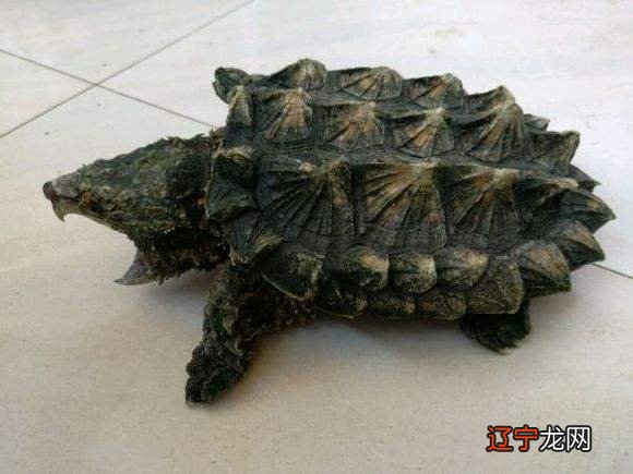 占卜可信吗 【李向东】先秦时期的人类图片有哪些玄机？