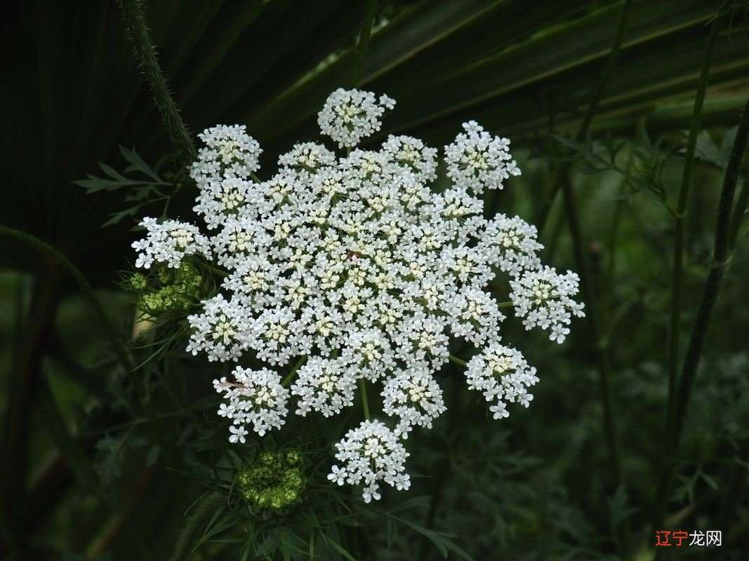 占卜可信吗 【李向东】先秦时期的人类图片有哪些玄机？