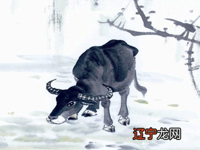 生肖牛的流年运势,各大流年运势情况都大不相同!