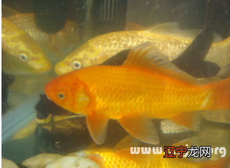 梦见鲤鱼在池塘中游泳好不好,代表着什么呢?